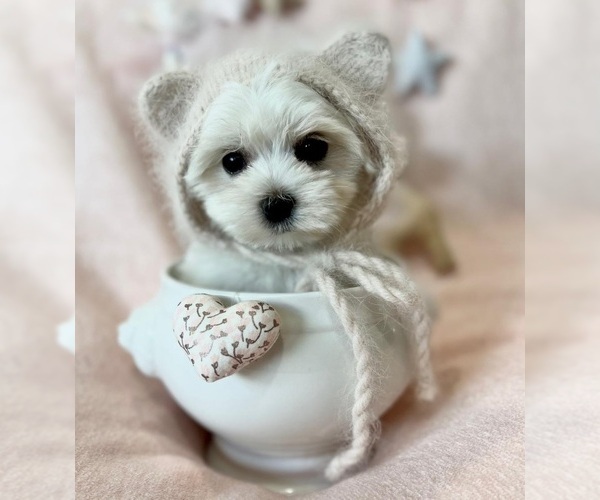 Medium Photo #1 Maltese Puppy For Sale in DACULA, GA, USA