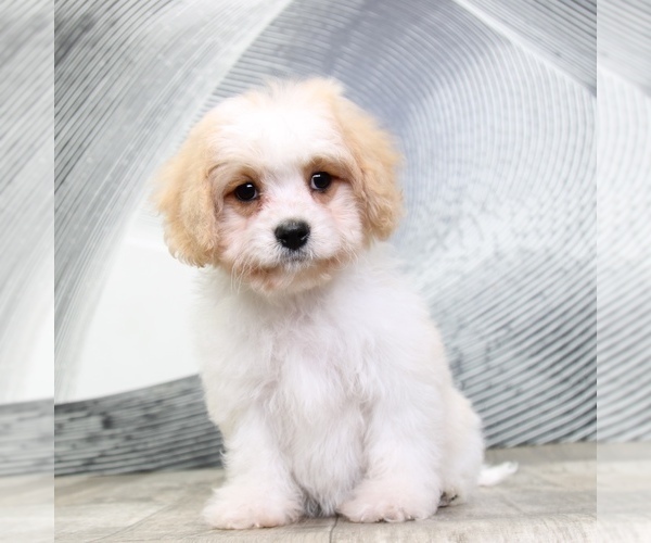Medium Photo #5 Cavachon Puppy For Sale in MOUNT VERNON, OH, USA
