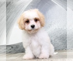 Small Photo #5 Cavachon Puppy For Sale in MOUNT VERNON, OH, USA
