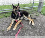 Small #3 German Shepherd Dog Mix