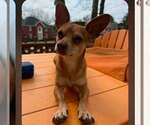 Small #2 Chihuahua