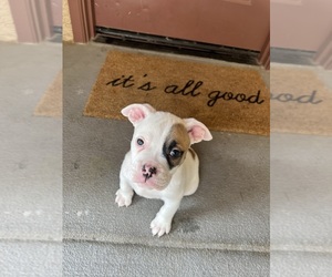 Olde English Bulldogge Puppy for sale in PHOENIX, AZ, USA