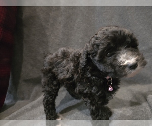 Medium Photo #9 Whoodle (Miniature) Puppy For Sale in KATY, TX, USA