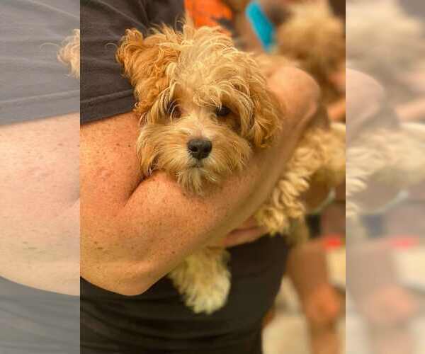 Medium Photo #1 Cavapoo Puppy For Sale in Lewistown, PA, USA