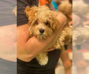 Cavapoo Dogs for adoption in Lewistown, PA, USA