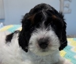 Small Photo #4 Aussiedoodle Miniature  Puppy For Sale in AMELIA, OH, USA