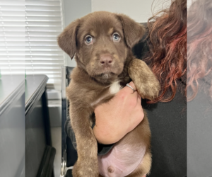 Labrador Retriever-Unknown Mix Dogs for adoption in Bellevue, WA, USA