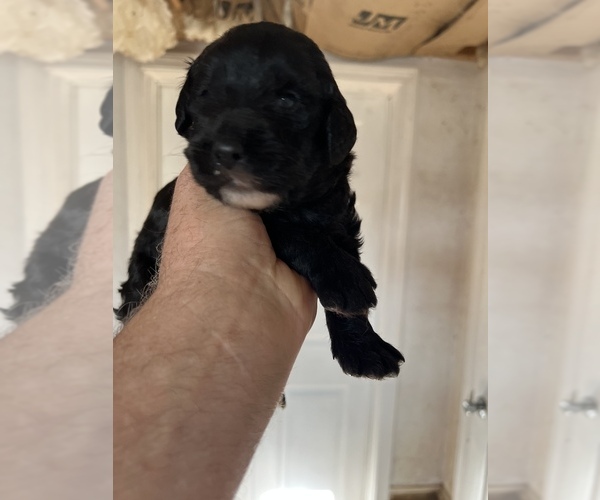 Medium Photo #3 Labradoodle Puppy For Sale in APPLING, GA, USA