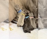 Small Photo #23 Great Dane Puppy For Sale in OLATHE, CO, USA