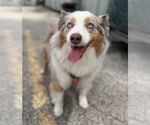 Small #1 Australian Shepherd
