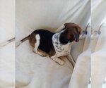 Small Photo #7 Beagle Puppy For Sale in Apple Valley, CA, USA