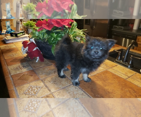 Medium Photo #1 Shiranian Puppy For Sale in DINWIDDIE, VA, USA