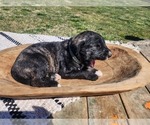 Small Photo #17 Irish Wolfhound-Poodle (Standard) Mix Puppy For Sale in OMAHA, AR, USA