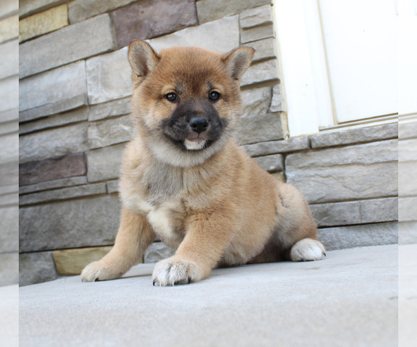 Medium Photo #3 Shiba Inu Puppy For Sale in CANTON, SD, USA