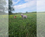 Small #8 American Hairless Terrier