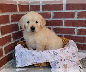 English Cream Golden Retriever Puppy for sale in CANTRIL, IA, USA