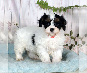 Cav-A-Malt Puppy for sale in PENNS CREEK, PA, USA
