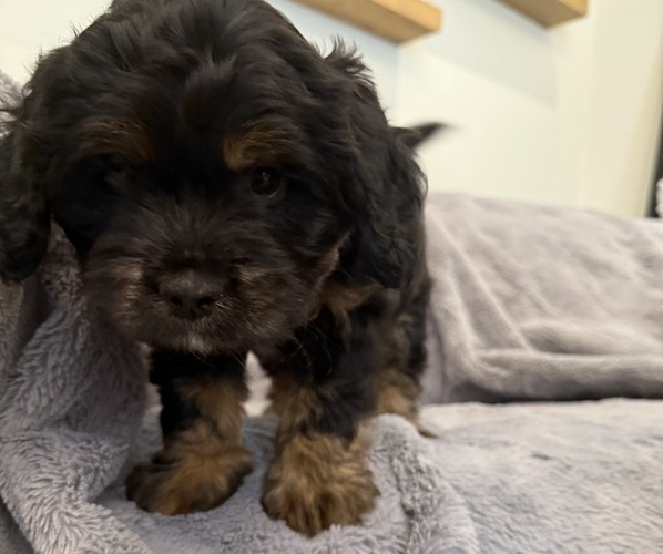 Medium Photo #6 Bernedoodle-French Bulldog Mix Puppy For Sale in EL DORADO HILLS, CA, USA