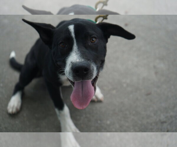 Medium Photo #5 Mutt Puppy For Sale in Holly Springs, NC, USA