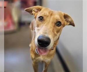 Labrador Retriever Dogs for adoption in Waco, TX, USA