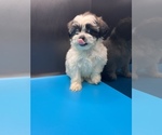 Small Photo #7 Maltipoo-Shih Tzu Mix Puppy For Sale in SAINT AUGUSTINE, FL, USA