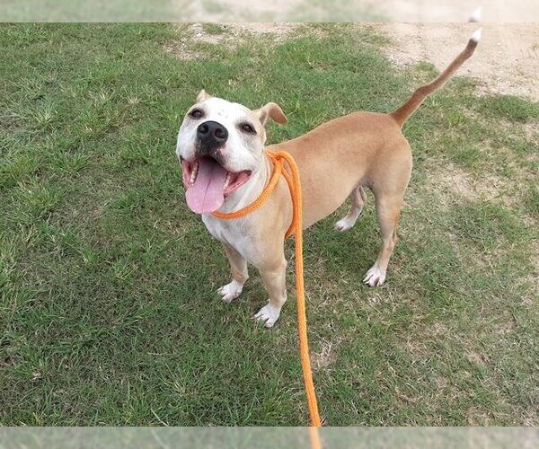 Medium Photo #1 Bulldog Puppy For Sale in Green Cove Springs, FL, USA