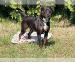 Small #3 Feist Terrier Mix