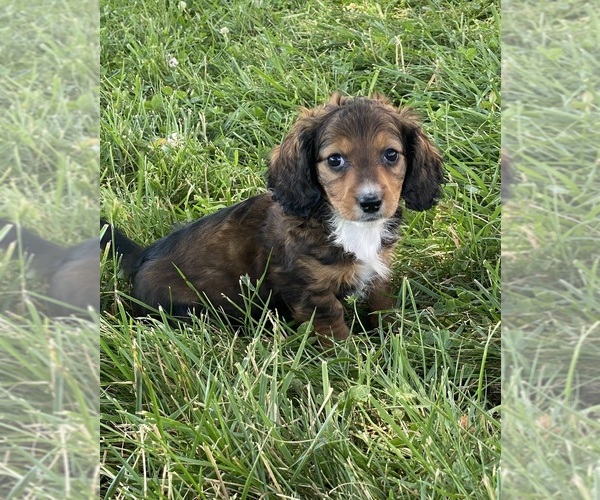 Medium Photo #1 Dachshund Puppy For Sale in CANOGA, NY, USA