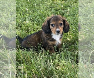 Dachshund Puppy for sale in CANOGA, NY, USA