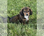 Image preview for Ad Listing. Nickname: Dixie