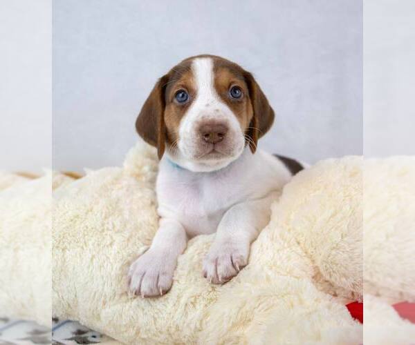 Medium Photo #2 Mutt Puppy For Sale in Kennesaw, GA, USA