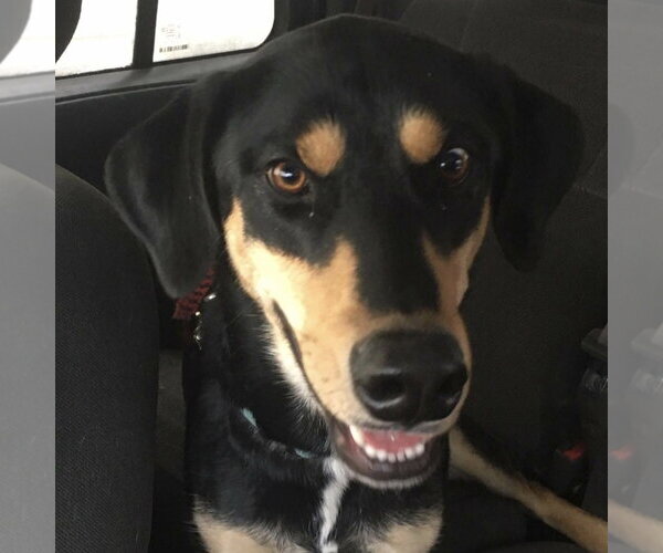 Medium Photo #11 Doberman Pinscher-Siberian Husky Mix Puppy For Sale in Minneaoplis, MN, USA