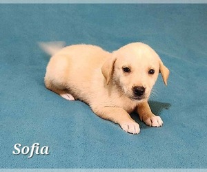 Mutt Dogs for adoption in SHERBURNE, NY, USA