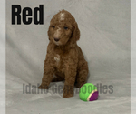 Small Photo #7 Goldendoodle Puppy For Sale in HOMEDALE, ID, USA