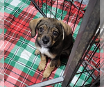 Small Chihuahua Mix