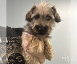 Small #1 Cairn Terrier Mix
