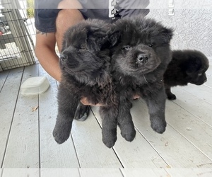 Chow Chow Puppy for sale in VALLEY SPRINGS, CA, USA
