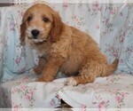 Small Photo #5 Goldendoodle Puppy For Sale in BLOOMINGTON, IN, USA