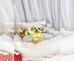 Small Photo #3 Maltipoo Puppy For Sale in CHANDLER, AZ, USA
