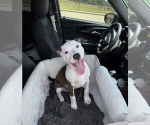 Mutt Dogs for adoption in Rockaway, NJ, USA