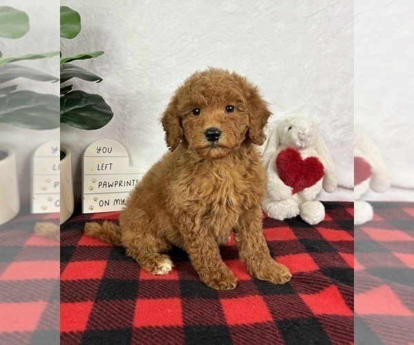 Medium Photo #2 Goldendoodle (Miniature) Puppy For Sale in GREENFIELD, IN, USA