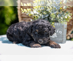 Small #3 Miniature Bernedoodle