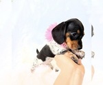 Small #8 Dachshund