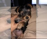 Small Photo #6 Yorkshire Terrier Puppy For Sale in SILVER CREEK, GA, USA