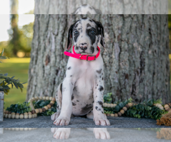 Medium Photo #2 Great Dane Puppy For Sale in SALEM, IN, USA