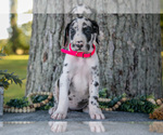 Small Photo #3 Great Dane Puppy For Sale in SALEM, IN, USA