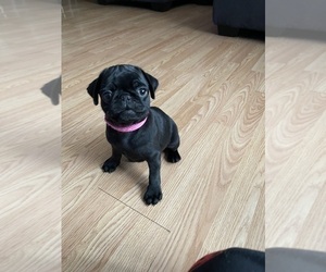 Pug Puppy for sale in PHILADELPHIA, PA, USA