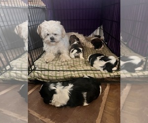 Mother of the Shih Tzu puppies born on 04/10/2024