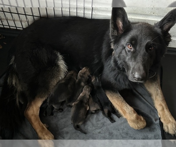 Medium Photo #1 German Shepherd Dog Puppy For Sale in ONTARIO, OH, USA