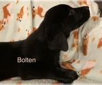 Small Photo #10 Labrador Retriever Puppy For Sale in SPOTSYLVANIA, VA, USA